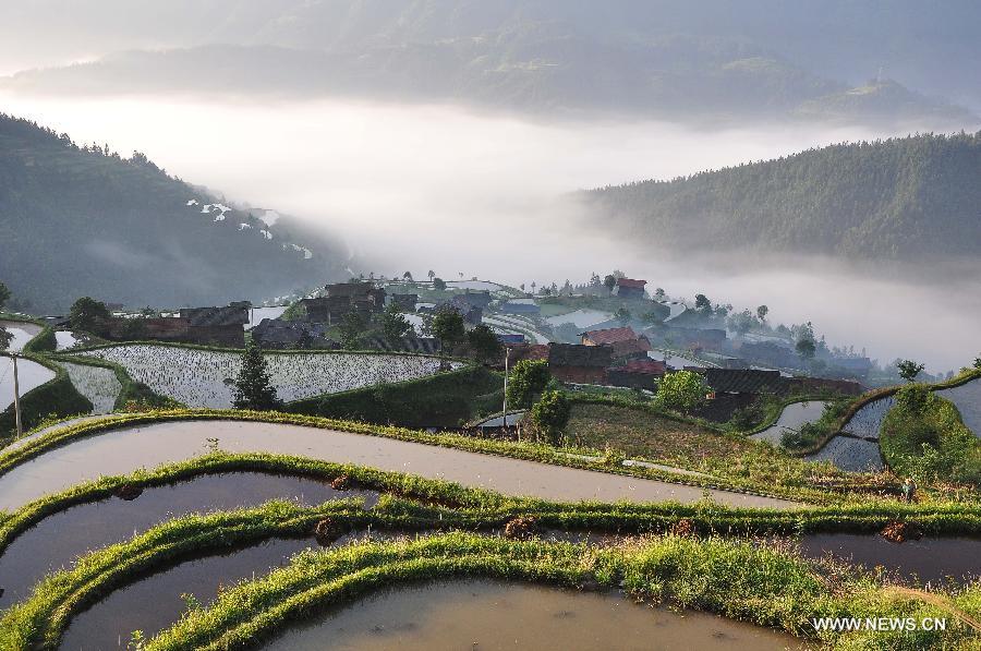Photo taken on May 22, 2013 shows the scenery of the sea of clouds and the terraced fields at the Pingzhai Township of Liping County, southwest China's Guizhou Province. (Xinhua/Yang Daifu) 