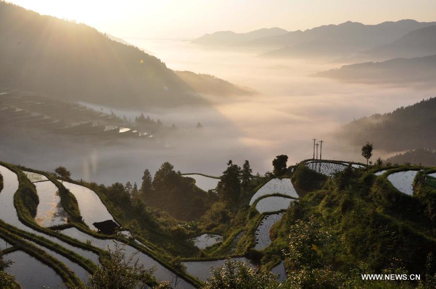 Photo taken on May 22, 2013 shows the scenery of the sea of clouds and the terraced fields at the Pingzhai Township of Liping County, southwest China's Guizhou Province. (Xinhua/Yang Daifu) 