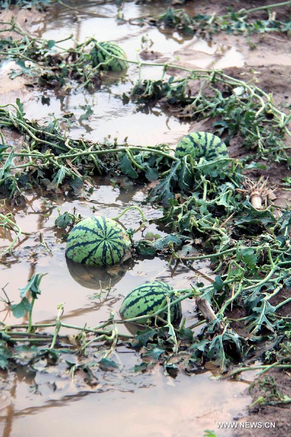 Photo taken on May 23, 2013 shows a damaged watermelon field after the hail in Yun County, Shiyan City, central China's Hubei Province. Hail and heavy rainfall hit Shiyan on May 22, leaving 85, 000 people in 15 townships and villages affected. (Xinhua/Cao Zhonghong) 