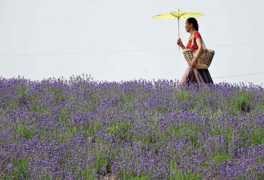 A tourist walks in a lavender field in Xuelangshan forest park in Wuxi, east China's Jiangsu Province, May 25, 2013. Over 100,000 lavender plants here attracted numbers of tourists. (Xinhua/Luo Jun)