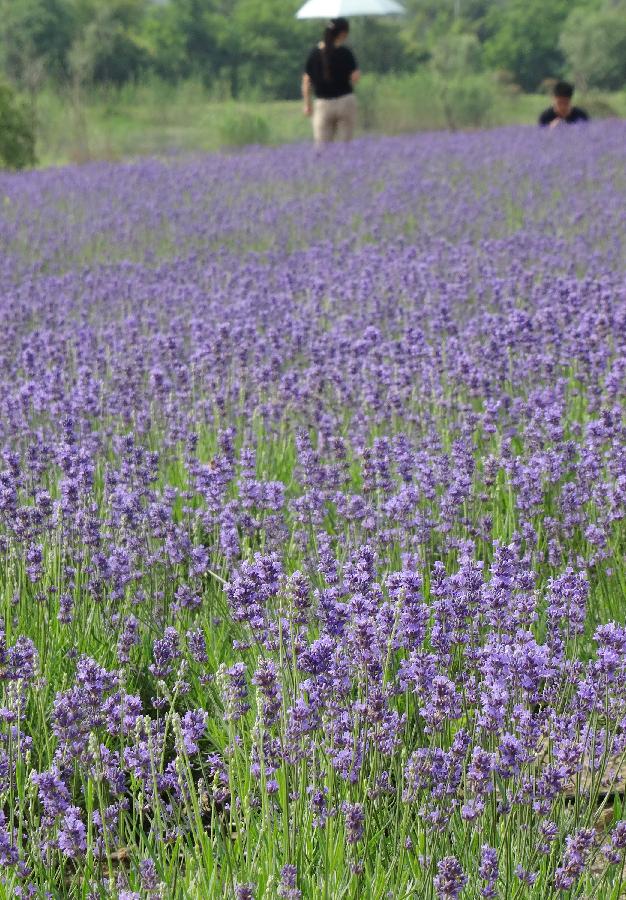 Photo taken on May 25, 2013 shows lavender flowers in Xuelangshan forest park in Wuxi, east China's Jiangsu Province. Over 100,000 lavender plants here attracted numbers of tourists. (Xinhua/Luo Jun)