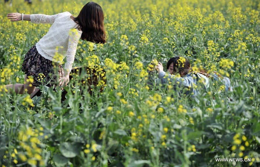 A woman takes photos for her friend in a rape flower field in Beijing, capital of China, May 25, 2013. Rape flower blossom in the outskirt of Beijing attracted city dwellers over the weekend. (Xinhua/Song Weiwei) 