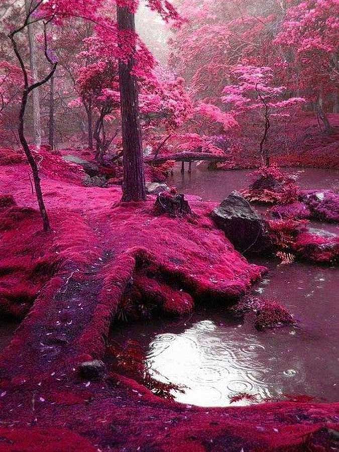 Saiho Ji garden -Japan (Photo Source: huanqiu.com)