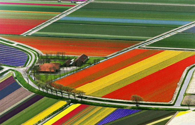 Tulip fields - Amsterdam (Photo Source: huanqiu.com)