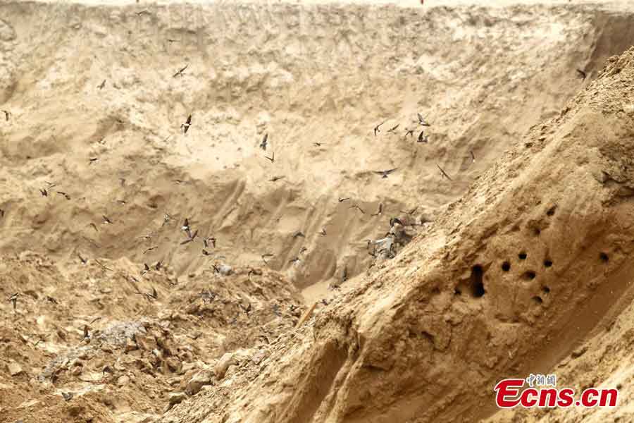 Sand martins fly out of the holes from time to time at a construction site in Xinzheng, Central China's Henan Province, May 23, 2013. Thousands of holes were dug by nesting sand martins on sidewalls of a foundation pit. Part of the work there has stopped to protect the unexpected guests. (CNS/Wang Zhongju)