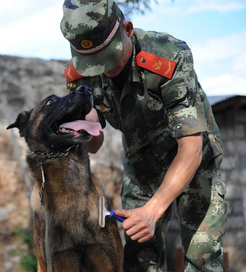Lan Wu, a sniff dog handler, grooms sniff dog "Jiang Hao" at Jiangqiao police dog training base in Ruili City of Dehong Dai-Jingpo Autonomous Prefecture, southwest China's Yunnan Province, May 26, 2013. Jiang Hao, a Belgian Malinois, has helped solving 68 drug cases since it came to the base in 2008. Jiangqiao police dog training base, which is under the administration of the local border frontier corps, has helped solving more than 400 cases since it was founded in 2003. (Xinhua/Qin Lang)