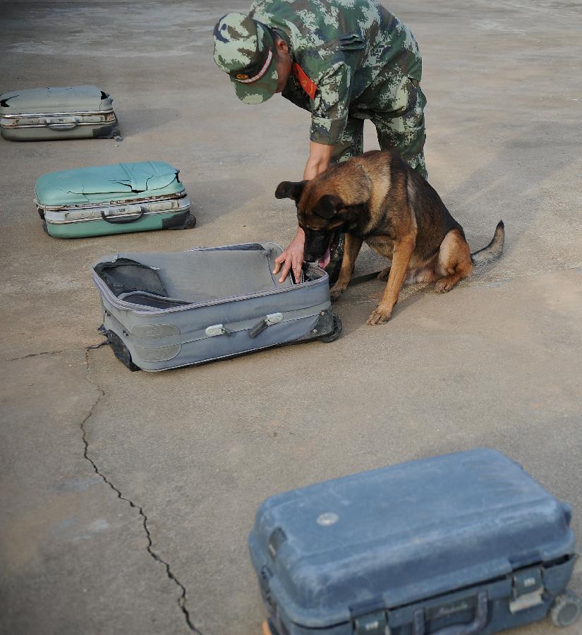 Lan Wu, a sniff dog handler, trains sniff dog "Jiang Hao" at Jiangqiao police dog training base in Ruili City of Dehong Dai-Jingpo Autonomous Prefecture, southwest China's Yunnan Province, May 26, 2013. Jiang Hao, a Belgian Malinois, has helped solving 68 drug cases since it came to the base in 2008. Jiangqiao police dog training base, which is under the administration of the local border frontier corps, has helped solving more than 400 cases since it was founded in 2003. (Xinhua/Qin Lang)