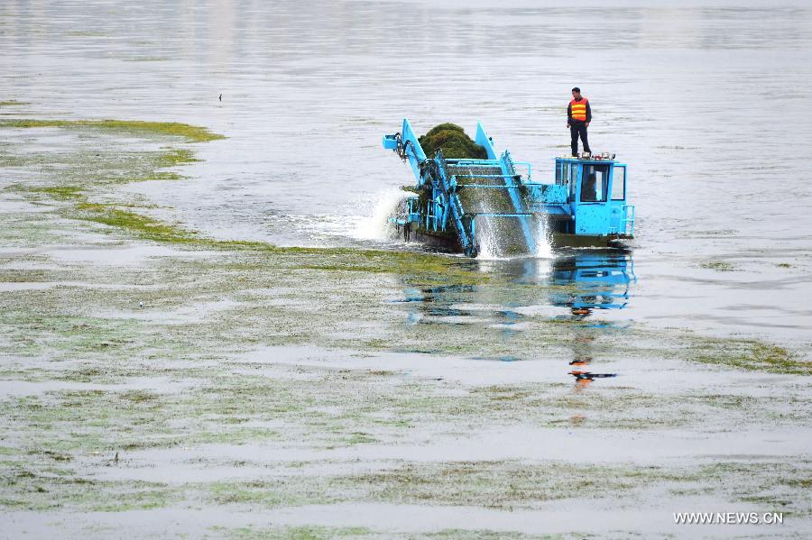 Members of the local water authority clear overgrown waterweeds with a machine to improve the environment of the Haihe River in Tianjin Municipality, north China, May 28, 2013. (Xinhua/Wang Xiaoming) 