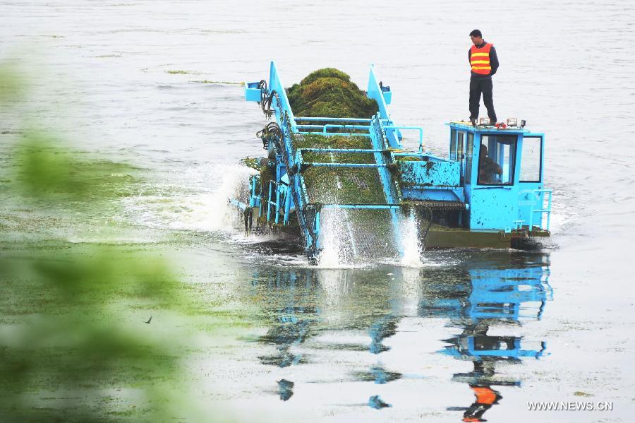 Members of the local water authority clear overgrown waterweeds with a machine to improve the environment of the Haihe River in Tianjin Municipality, north China, May 28, 2013. (Xinhua/Wang Xiaoming)