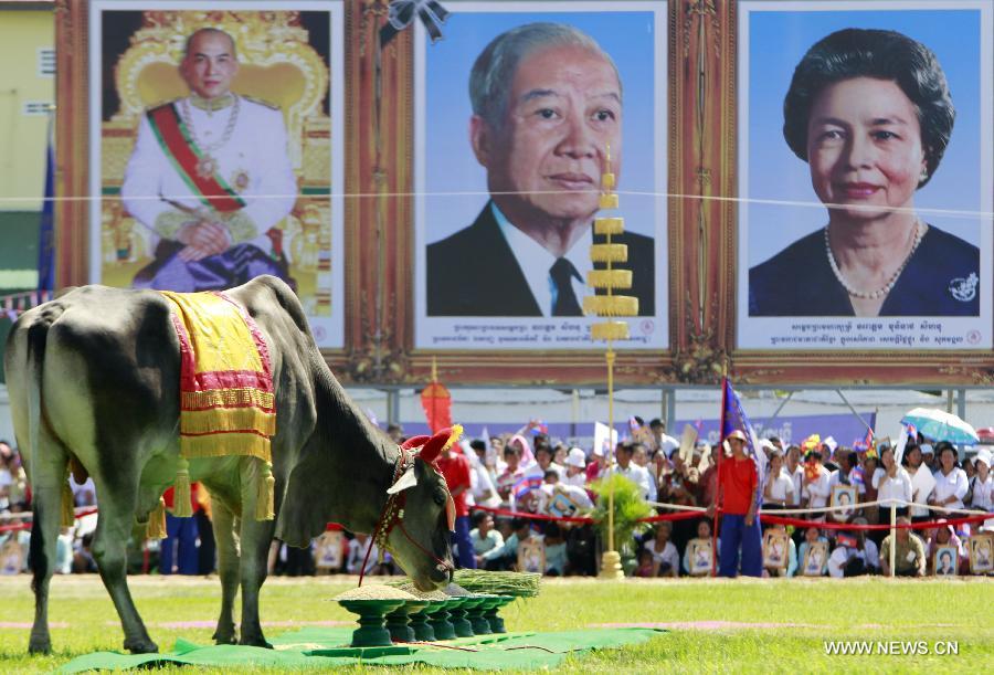 A royal ox eats food during the ancient royal plowing ceremony in eastern Kampong Cham province of Cambodia, May 28, 2013. Cambodia on Tuesday observed the ancient royal plowing ceremony, a ritual to mark the annual start of agricultural season in this Southeast Asian nation, where about 80 percent of the population are farmers. (Xinhua/Sovannara)