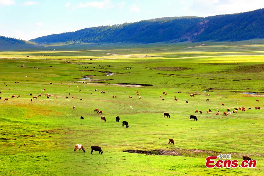 Photo taken in May shows the picturesque landscape of the grasslands in Altay, Northwest China's Xinjiang Uygur Autonomous Region. (Wang Hongshan)