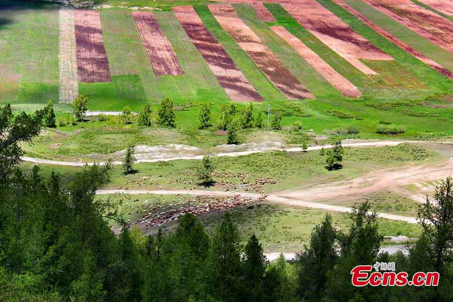 Photo taken in May shows the picturesque landscape of the grasslands in Altay, Northwest China's Xinjiang Uygur Autonomous Region. (Wang Hongshan)
