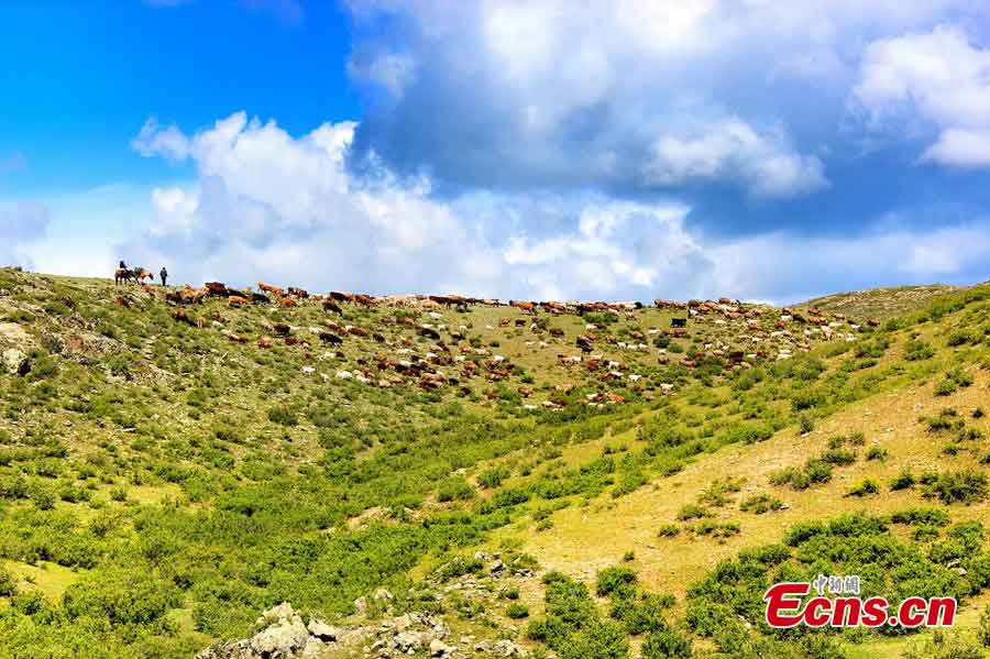 Photo taken in May shows the picturesque landscape of the grasslands in Altay, Northwest China's Xinjiang Uygur Autonomous Region. (Wang Hongshan)