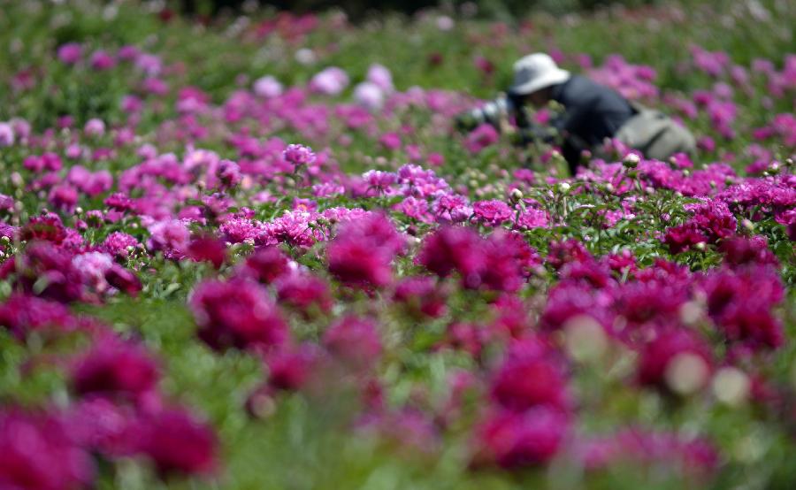 A tourist takes photos of peony flowers at Shengle Baiting park in Hohhot, capital of north China's Inner Mongolia Autonomous Region, May 29, 2013. Over 200,000 plants of peony flowers here have been in full bloom, attracting numbers of visitors. (Xinhua/Ren Junchuan) 