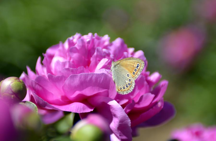 A butterfly lands on the peony flowers at Shengle Baiting park in Hohhot, capital of north China's Inner Mongolia Autonomous Region, May 29, 2013. Over 200,000 plants of peony flowers here have been in full bloom, attracting numbers of visitors. (Xinhua/Ren Junchuan) 