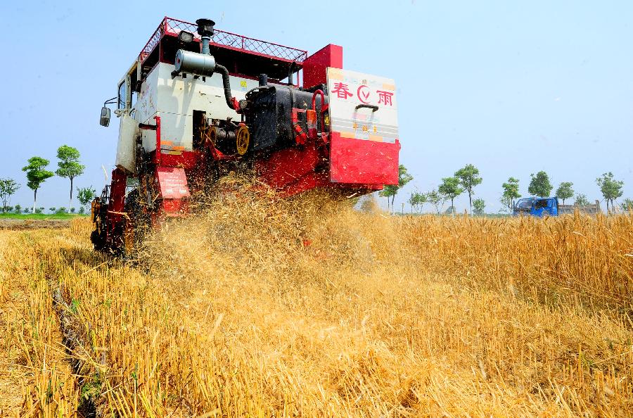 Photo taken on May 29, 2013 shows a reaper working in a wheat field in Suzhou, east China's Jiangsu Province. (Xinhua/Zheng Jiang) 