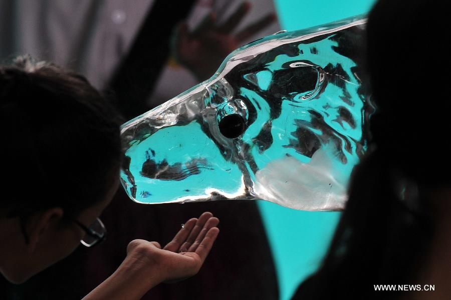 A visitor catches a water droplet from a polar bear ice sculpture at the Singapore Zoo, May 29, 2013. The Singapore Zoo celebrated the moving of Inuka, the first polar bear born in the Singapore Zoo and the tropics, into its new enclosure by hosting a housewarming ceremony on Wednesday. (Xinhua/Then Chih Wey) 