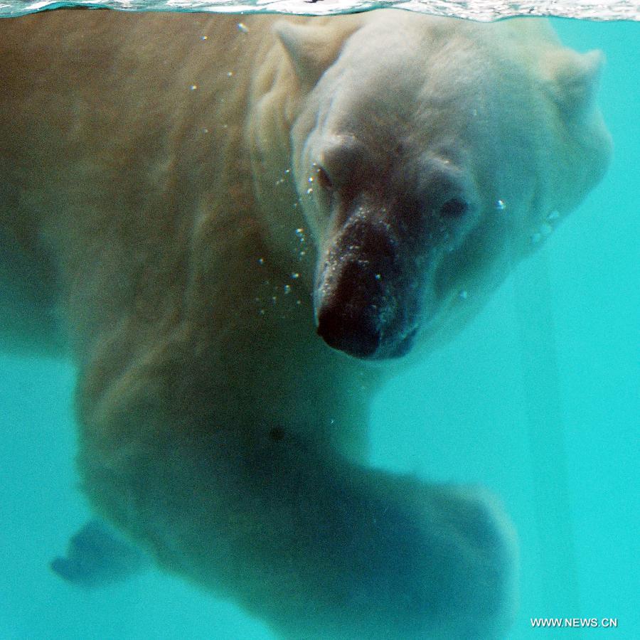 The locally bred polar bear Inuka swims at the Singapore Zoo, May 29, 2013. The Singapore Zoo celebrated the moving of Inuka, the first polar bear born in the Singapore Zoo and the tropics, into its new enclosure by hosting a housewarming ceremony on Wednesday. (Xinhua/Then Chih Wey) 