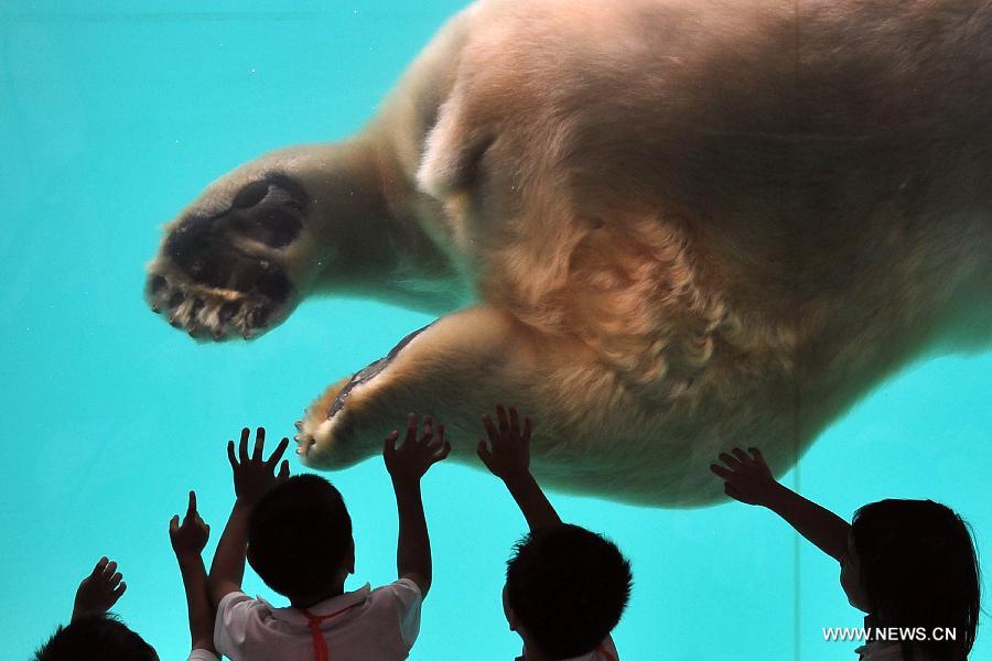 Children closely watch the locally bred polar bear Inuka at the Singapore Zoo, May 29, 2013. The Singapore Zoo celebrated the moving of Inuka, the first polar bear born in the Singapore Zoo and the tropics, into its new enclosure by hosting a housewarming ceremony on Wednesday. (Xinhua/Then Chih Wey) 