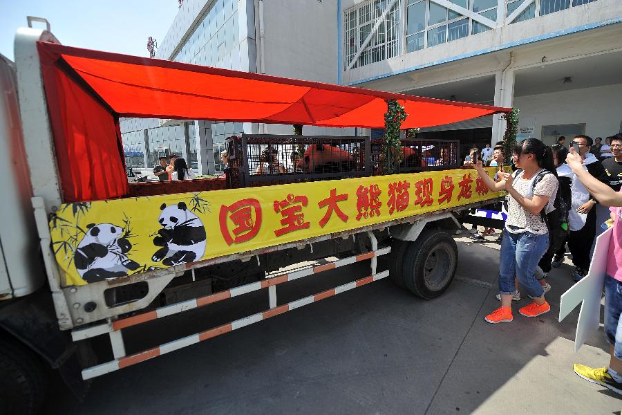 People greet giant pandas "Hu Chun" and "Cai Tao" at Wusu International Airport in Taiyuan, capital of north China's Shanxi Province, May 30, 2013. The panda pair from the Bifengxia Panda Base in southwest China's Sichuan Province arrived in Taiyuan by airplane Thursday, starting their one-year sojourn at the Taiyuan Zoo. (Xinhua/Zhan Yan)
