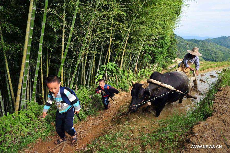 Two children walk past a terrace on which a farmer drives a baffalo to plough in Chongyi County, east China's Jiangxi Province, May 29, 2013. Chongyi County, located in southwest Jiangxi Province, is well-known for its high forest coverage rate, which reaches 88.3 percent, and its slower pace of life. (Xinhua/Hao Yaxin) 