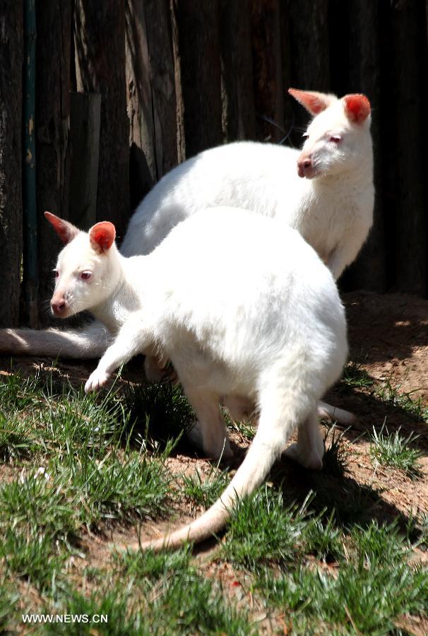 Photo taken on May 30, 2013 shows two white kangaroos in Xixiakou animal park at Weihai City, east China's Shandong Province. In total four white kangaroos, all of which are from Australia, are unveiled at the park on Thursday. This is the first time white kangaroos came to Weihai. (Xinhua/Yu Qibo)