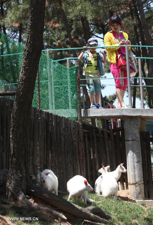 Visitors look at white kangaroos in Xixiakou animal park at Weihai City, east China's Shandong Province, May 30, 2013. In total four white kangaroos, all of which are from Australia, are unveiled at the park on Thursday. This is the first time white kangaroos came to Weihai. (Xinhua/Yu Qibo)