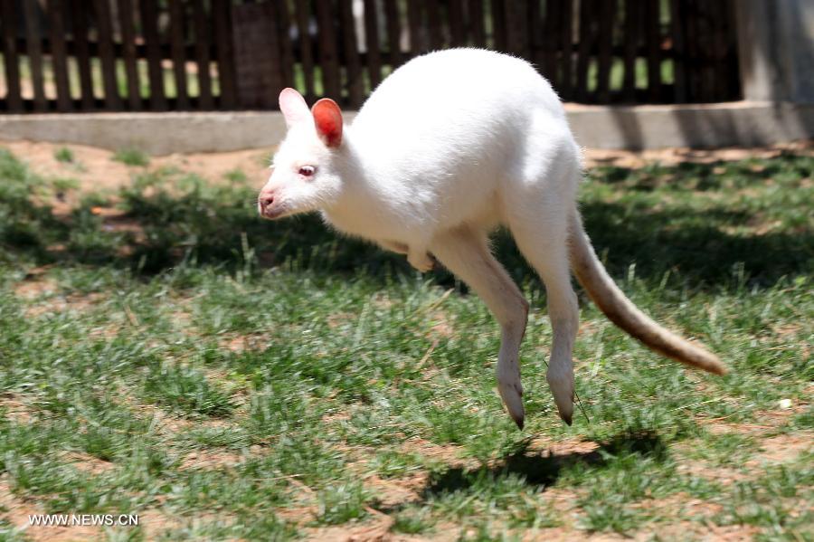 Photo taken on May 30, 2013 shows a white kangaroo in Xixiakou animal park at Weihai City, east China's Shandong Province. In total four white kangaroos, all of which are from Australia, are unveiled at the park on Thursday. This is the first time white kangaroos came to Weihai. (Xinhua/Yu Qibo)