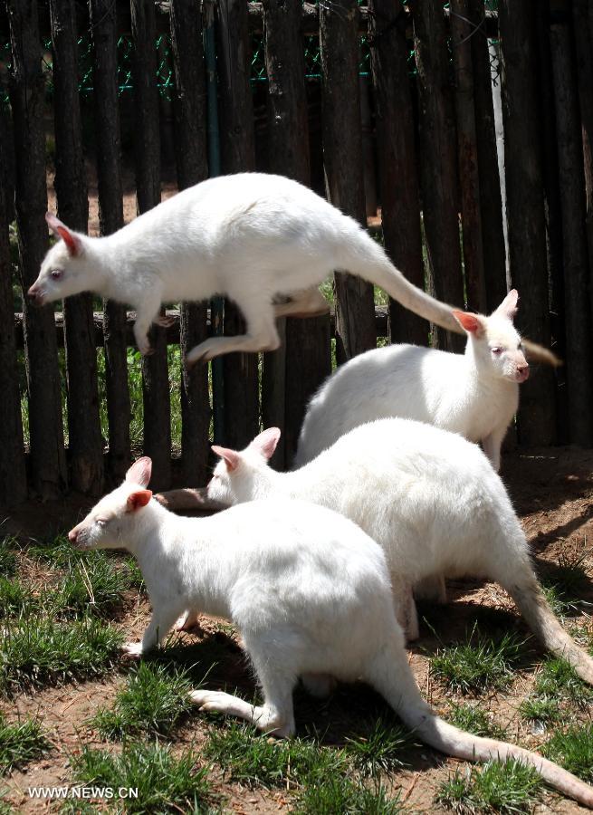 Photo taken on May 30, 2013 shows four white kangaroos in Xixiakou animal park at Weihai City, east China's Shandong Province. In total four white kangaroos, all of which are from Australia, are unveiled at the park on Thursday. This is the first time white kangaroos came to Weihai. (Xinhua/Yu Qibo)