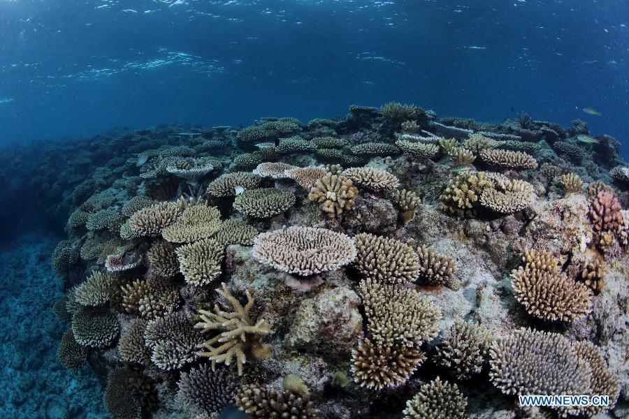 Photo taken on May 22, 2013 shows corals beside Shanhu Island, or Pattle Island which is part of the Xisha Island, in Sansha City, south China's Hainan Province. (Xinhua/Ma Hongjie)