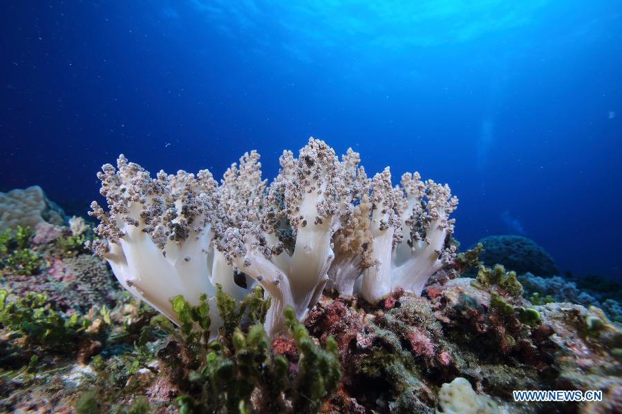 Photo taken on May 18, 2013 shows corals beside Triton Island which is part of the Xisha Island, in Sansha City, south China's Hainan Province. (Xinhua/Wu Lixin)