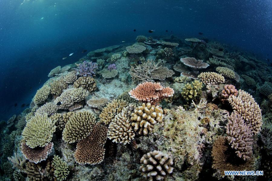 Photo taken on May 22, 2013 shows corals beside Shanhu Island, or Pattle Island which is part of the Xisha Island, in Sansha City, south China's Hainan Province. (Xinhua/Wu Lixin)