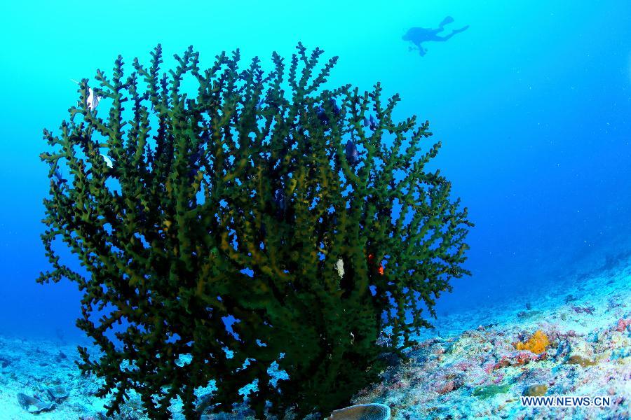Photo taken on May 21, 2013 shows corals beside Yagong Island which is part of the Xisha Island, in Sansha City, south China's Hainan Province. (Xinhua/Wu Lixin)
