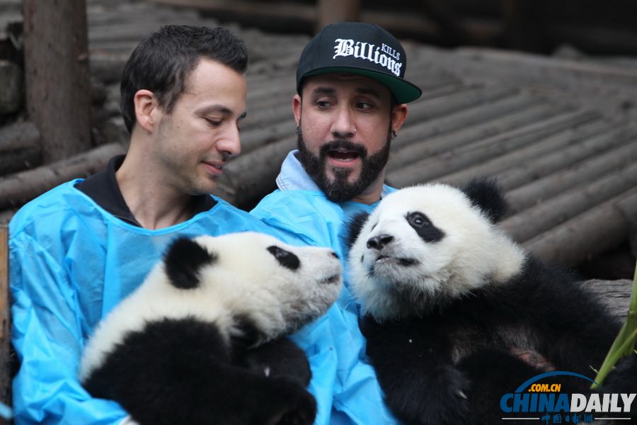 Backstreet Boys' Howie Dorough and A.J. McLean chat about the baby pandas at Chengdu Research Base of Giant Panda Breeding in Southwest China's Sichuan province, May 30, 2013. (Chinadaily.com.cn/Zhu Dayong)