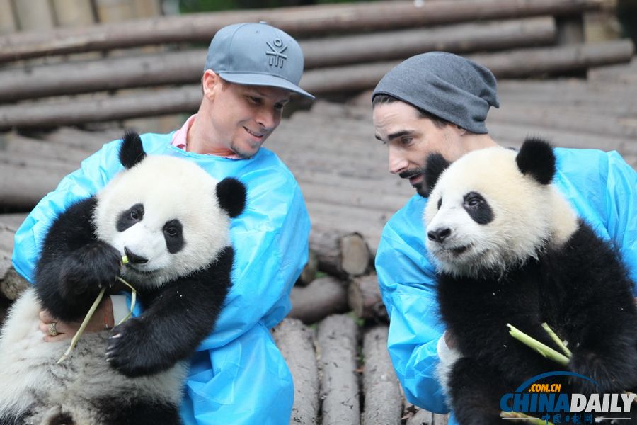 Backstreet Boys' Brian Littrell and Kevin Richardson compare pandas at Chengdu Research Base of Giant Panda Breeding in Southwest China's Sichuan province, May 30, 2013. (Chinadaily.com.cn/Zhu Dayong)