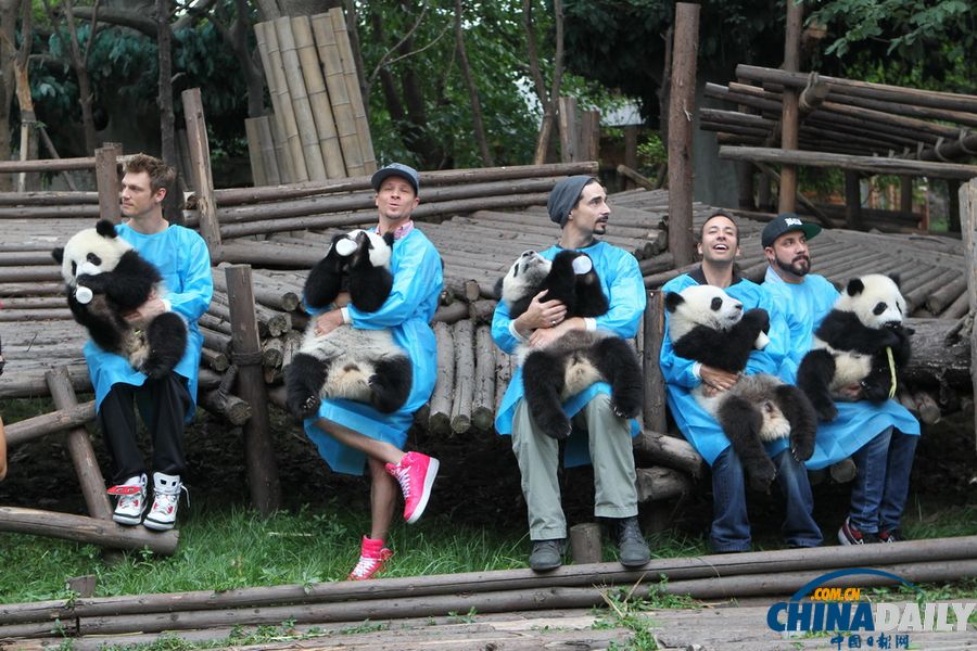Members of the reunited Backstreet Boys take time out from their China tour to help feed baby pandas with bamboo and milk at Chengdu Research Base of Giant Panda Breeding in Southwest China's Sichuan province, May 30, 2013. The boys are expected to perform in Chengdu on May 31, 2013, their first concert in the city since they reunited. (Chinadaily.com.cn/Zhu Dayong)