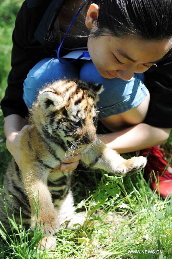 A girl holds a Siberian tiger cub under her patronage at the Siberian Tiger Park, world's largest Siberian tiger artificial breeding base, in Harbin, capital of northeast China's Heilongjiang Province, June 2, 2013. Ten cubs born this year were taken under patronage at an event held by the park Sunday. (Xinhua/Wang Jianwei)