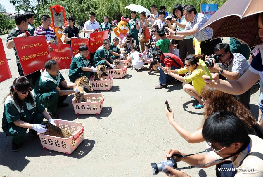 Tourists take photos of Siberian tiger cubs at the Siberian Tiger Park, world's largest Siberian tiger artificial breeding base, in Harbin, capital of northeast China's Heilongjiang Province, June 2, 2013. Ten cubs born this year were taken under patronage at an event held by the park Sunday. (Xinhua/Wang Jianwei)