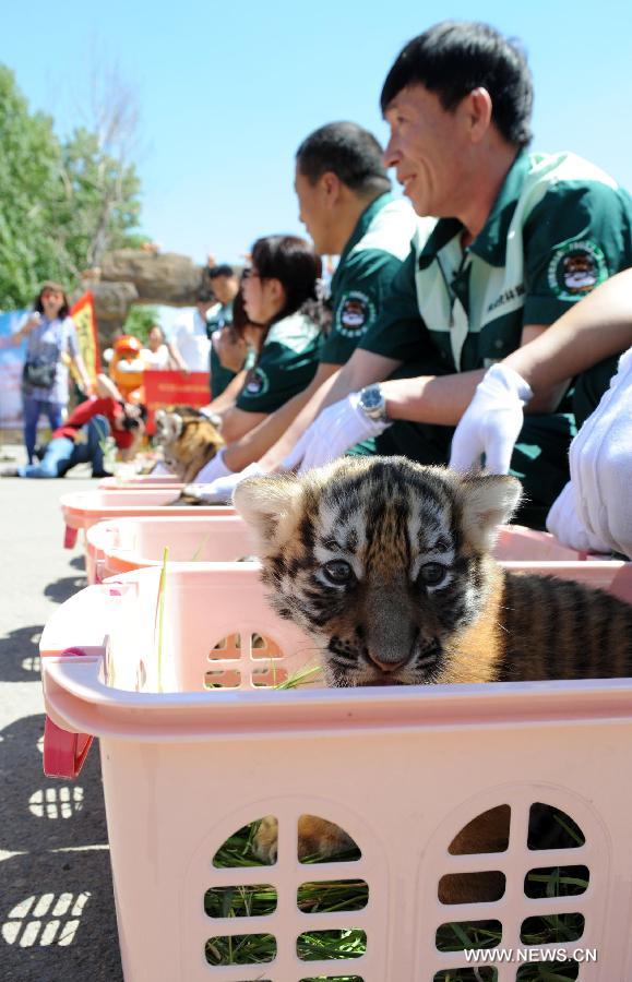 A Siberian tiger cub is seen at the Siberian Tiger Park, world's largest Siberian tiger artificial breeding base, in Harbin, capital of northeast China's Heilongjiang Province, June 2, 2013. Ten cubs born this year were taken under patronage at an event held by the park Sunday. (Xinhua/Wang Jianwei)