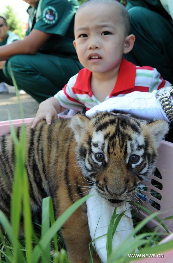 A child poses for a photo with a Siberian tiger cub under his patronage at the Siberian Tiger Park, world's largest Siberian tiger artificial breeding base, in Harbin, capital of northeast China's Heilongjiang Province, June 2, 2013. Ten cubs born this year were taken under patronage at an event held by the park Sunday. (Xinhua/Wang Jianwei)