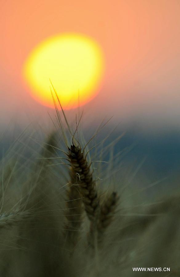 Ears of ripened wheat are seen against the setting sun at a field in Luoyang, central China's Henan Province, June 1, 2013. (Xinhua/Huang Zhengwei)