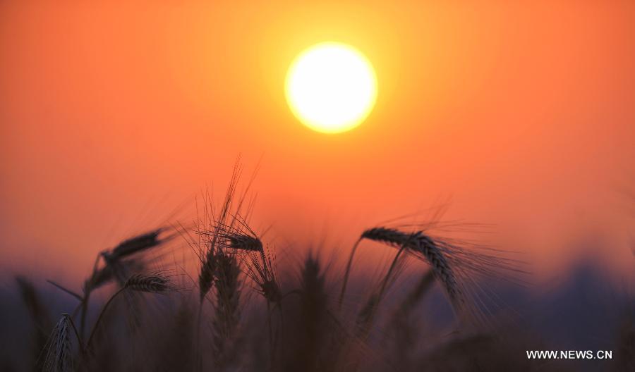 Ears of ripened wheat are seen against the setting sun at a field in Luoyang, central China's Henan Province, June 1, 2013. (Xinhua/Huang Zhengwei)