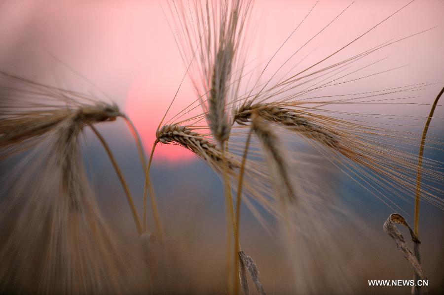 Ears of ripened wheat are seen against the setting sun at a field in Luoyang, central China's Henan Province, June 1, 2013. (Xinhua/Huang Zhengwei)