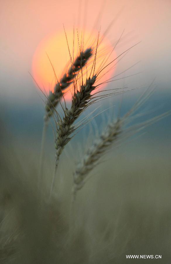 Ears of ripened wheat are seen against the setting sun at a field in Luoyang, central China's Henan Province, June 1, 2013. (Xinhua/Huang Zhengwei)