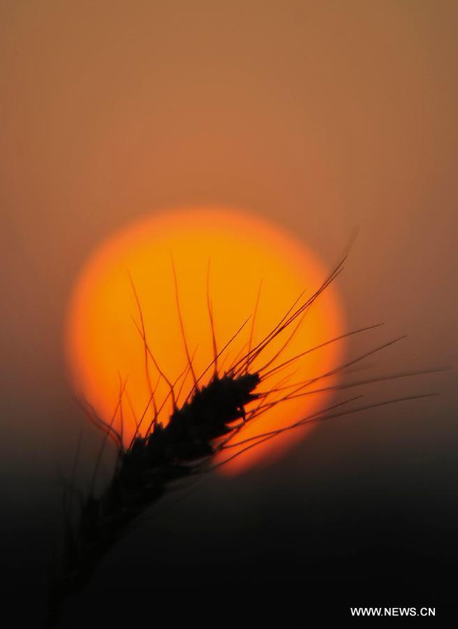 An ear of ripened wheat is seen against the setting sun at a field in Luoyang, central China's Henan Province, June 1, 2013. (Xinhua/Huang Zhengwei)