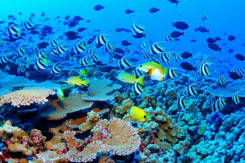 Great Barrier Reef (Source: huanqiu.com)