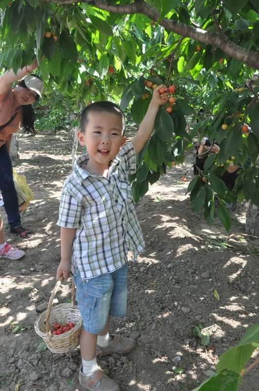 A little boy is picking cherries. (People’s Daily Online/Wang Jinxue)