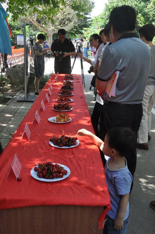 Different varieties of cherries are displayed for tasting.  (People’s Daily Online/Wang Jinxue)