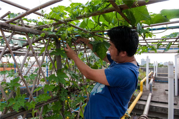 Liu Guangmi picks up a bitter melon from his roof garden in Guangzhou, provincial capital of South China’s Guangdong province, June 2, 2013.[Photo/Xinhua]