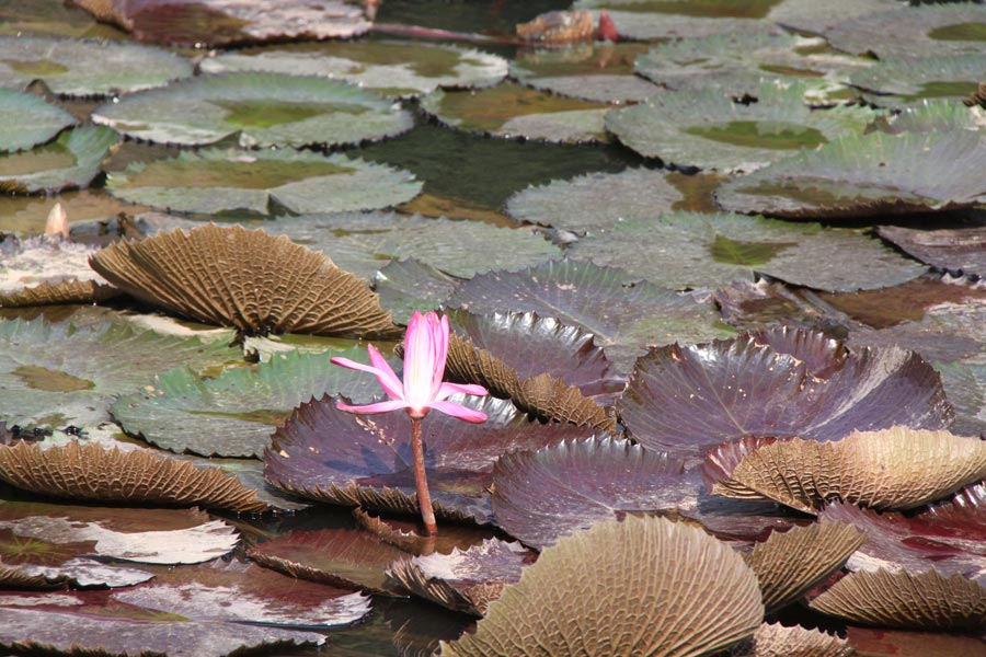 Located in Wanshi Mountain in Xiamen, Xiamen Botanical Garden is commonly known as the Wanshi Botanical Garden. Now the botanical garden grows more than 5,300 species of tropic and subtropical ornamental plants, and consists of 29 special plant gardens, each having its own unique characteristics. It is a tourist attraction with a long-lasting reputation in Fujian Province. (China.org.cn)